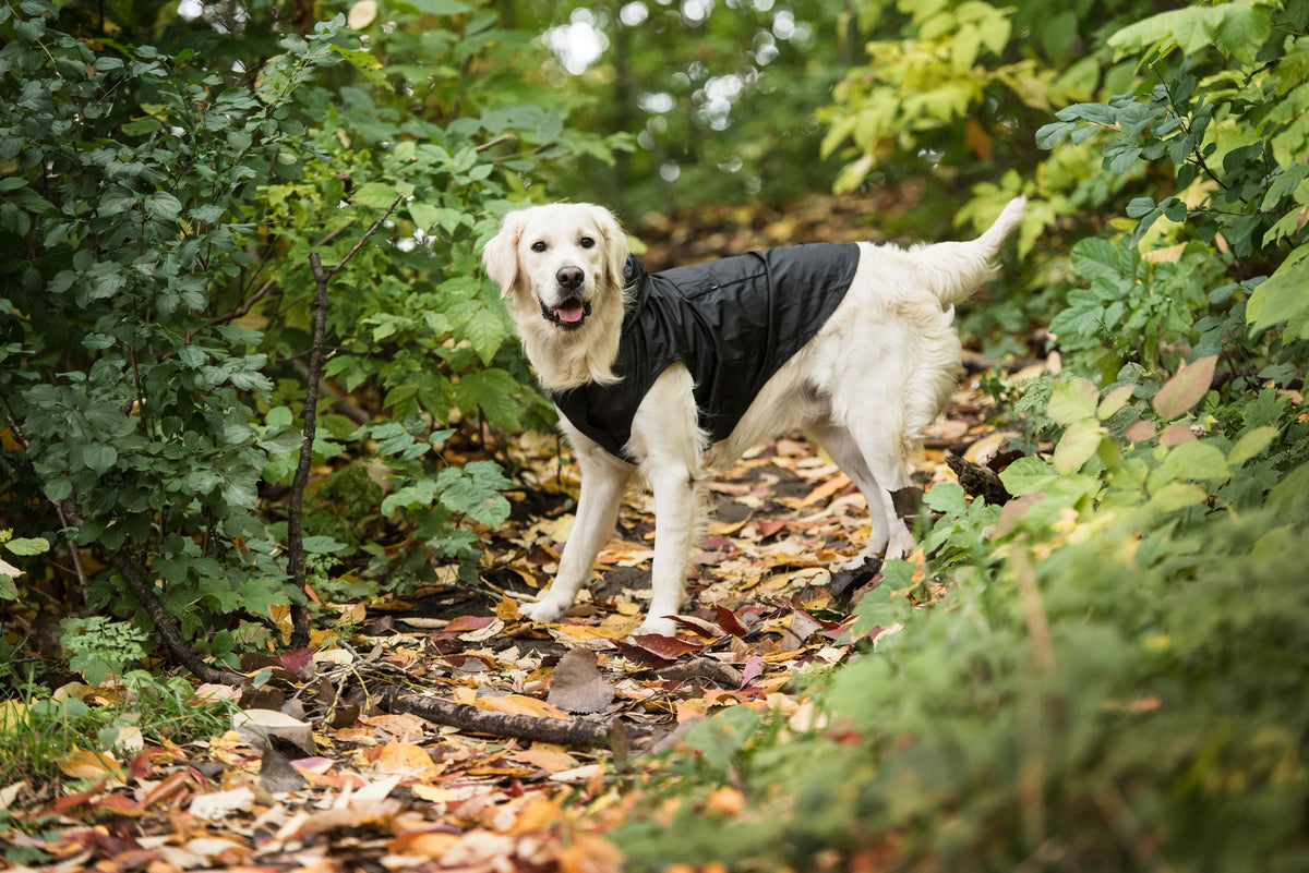 Black Packable Dog Raincoat - My Store